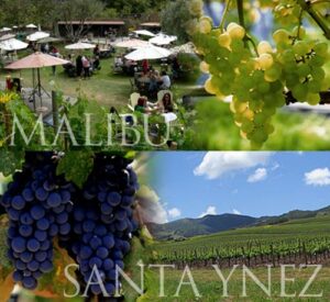 Wine tours in Malibu and Santa Ynez.