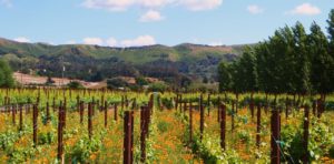 Vineyards and wine country in Santa Barbara.