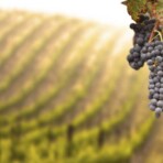 Wine tour Los Angeles