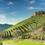 Wine tour photo