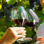 Wine tour photo